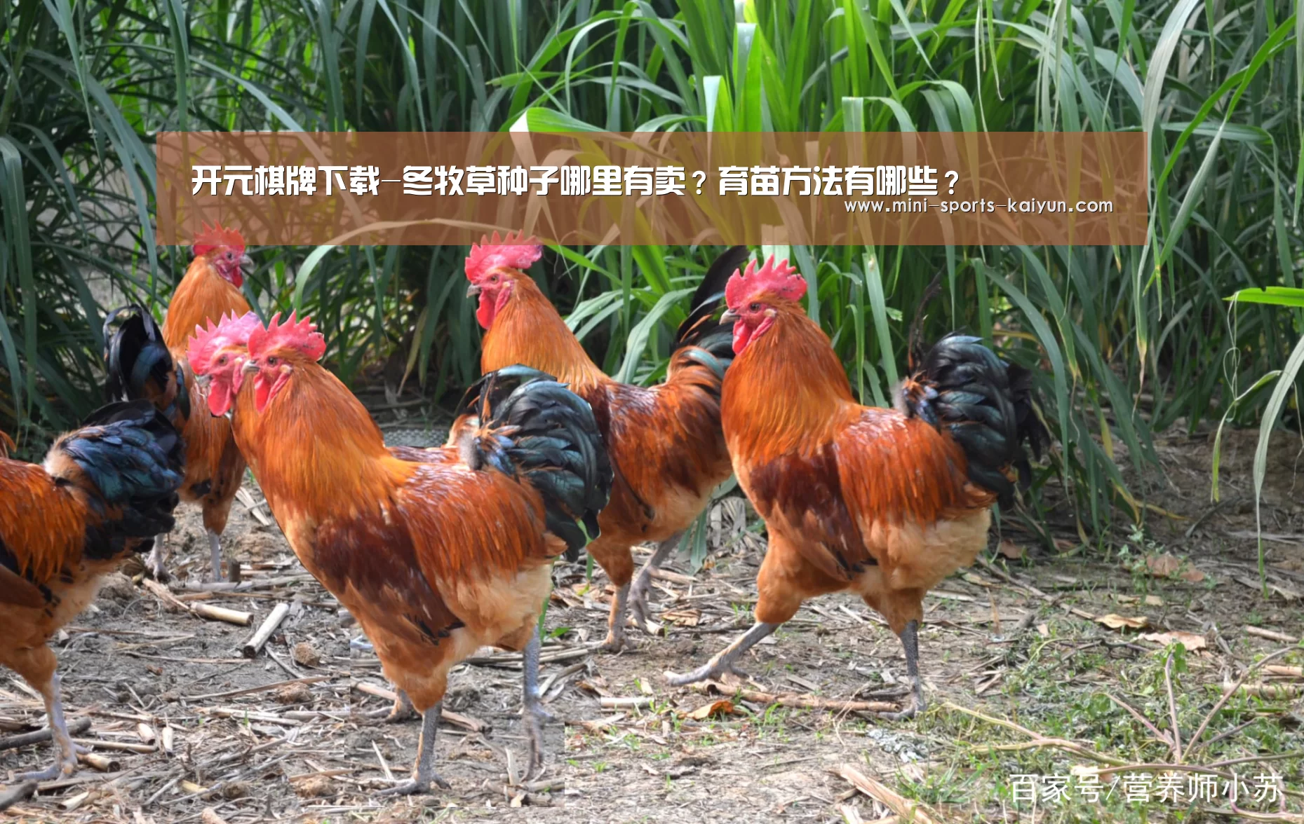 开云体育官网